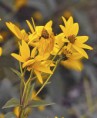 /album/galleria-foto-flora/afiore-jpg/