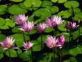 /album/galleria-foto-flora/ninfee-jpg/